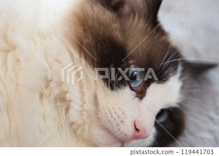 A cat staring at you 119441703