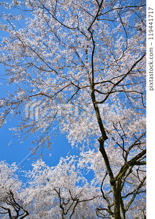 鶯川的壯麗景色（鮎川的千本櫻）2023年春季 119441717