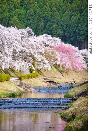 Spectacular view of Ugui River (Ayukawa's Thousand Cherry Blossoms) Spring 2023 119441718