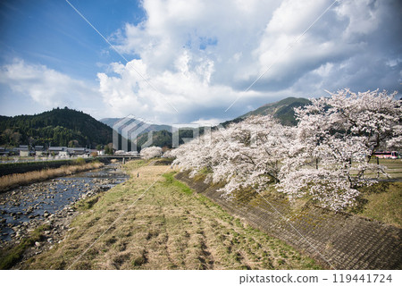 Spectacular view of Ugui River (Ayukawa's Thousand Cherry Blossoms) Spring 2023 Spectacular view of Ugui River (Ayukawa's Thousand Cherry Blossoms) Spring 2023 119441724