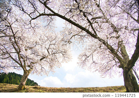 Spectacular view of Ugui River (Ayukawa's Thousand Cherry Blossoms) Spring 2023 Spectacular view of Ugui River (Ayukawa's Thousand Cherry Blossoms) Spring 2023 119441725