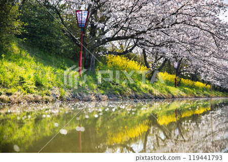 Omihachiman Suigo Tour 2023 Cherry Blossom Season Omihachiman Suigo Tour 2023 Cherry Blossom Season 119441793
