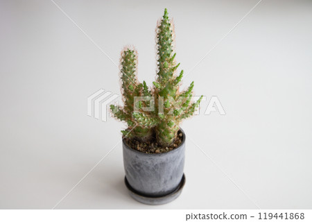Kintemari Cactus 119441868