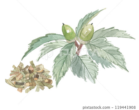 烏拉白橡樹葉和切碎的茶葉畫水彩 119441908