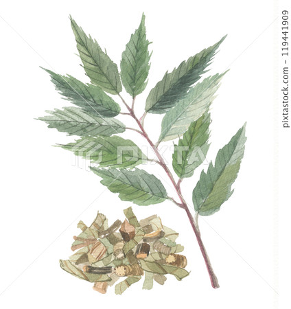 Watercolor painting of urashirokashi leaves and chopped tea leaves 119441909