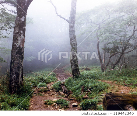 Mt. Odaigahara virgin forest shrouded in mist 119442340
