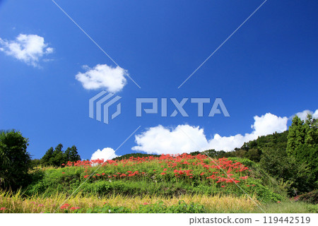 Autumn sky and cluster of spider lilies Autumn sky and cluster of spider lilies 119442519