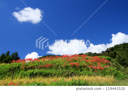 Autumn sky and cluster of spider lilies Autumn sky and cluster of spider lilies 119442520