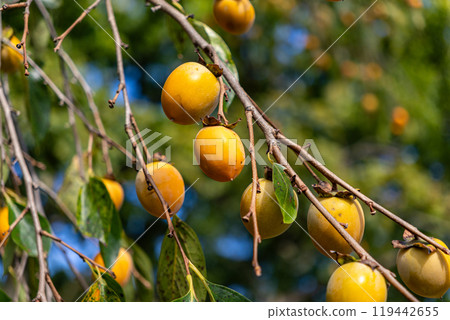 Cocoon 119442655