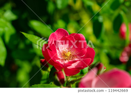 紅玫瑰花 119442669