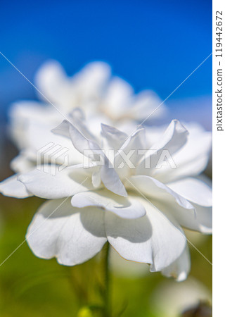 White roses that shine in the blue sky White roses that shine in the blue sky 119442672