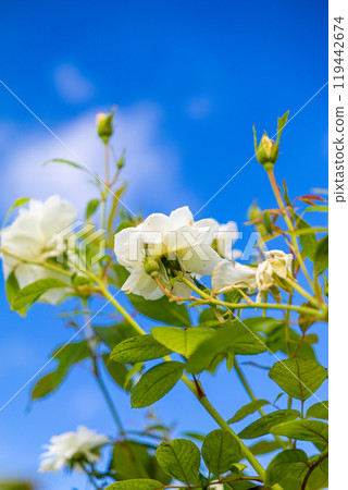 在蔚藍的天空中閃耀的白玫瑰 119442674