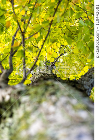 Trees that began to color 119442681