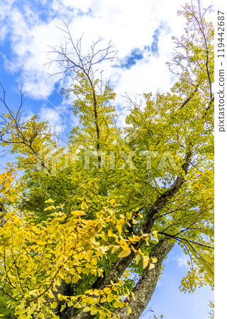 Autumn leaves shining in the blue sky Autumn leaves shining in the blue sky 119442687
