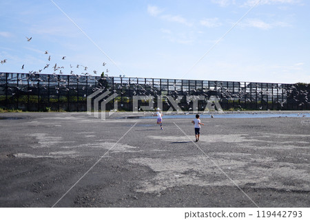 A large number of seagulls 119442793