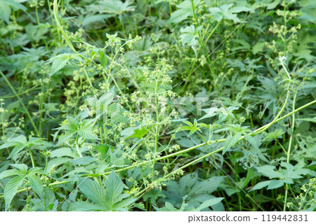 Canarum 花（引起秋季花粉熱的植物） 119442831