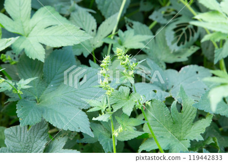 Kanamgura flower (the plant that causes autumn hay fever) Kanamgura flower (the plant that causes autumn hay fever) 119442833