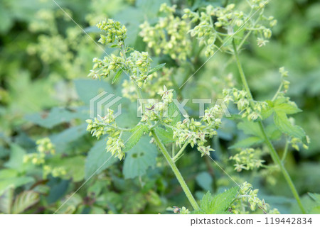 Kanamgura flower (the plant that causes autumn hay fever) 119442834