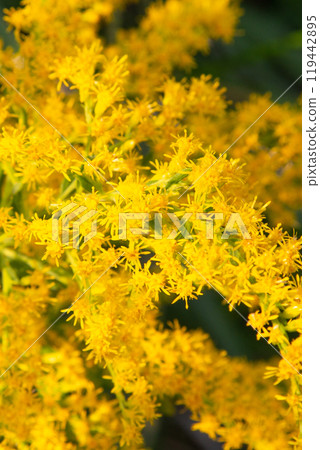 一枝黃花的花特寫 119442895