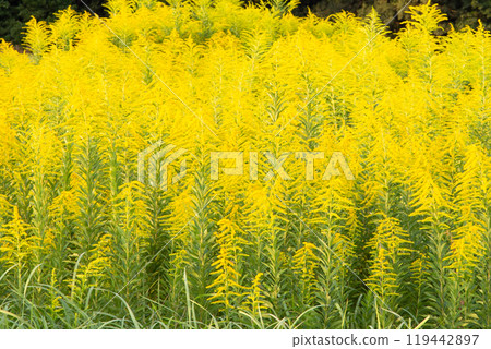 Seiitokawadassi 119442897