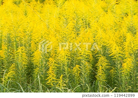 黃花 黃花 119442899