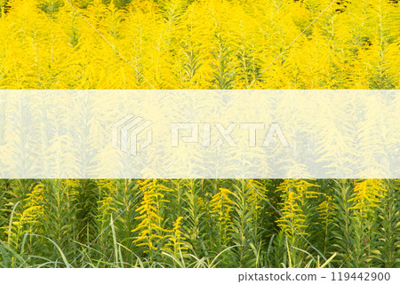 一枝黃花盛開複製空間 一枝黃花盛開複製空間 119442900