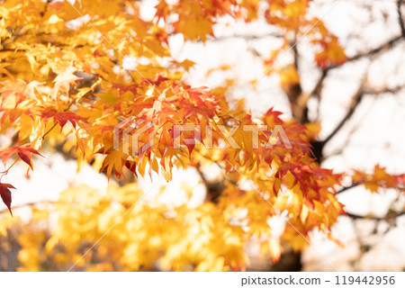 紅色、黃色和橙色的秋葉 紅色、黃色和橙色的秋葉 119442956