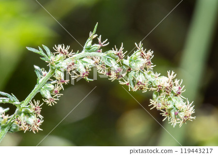 艾蒿花特寫（秋季造成花粉熱的植物） 119443217