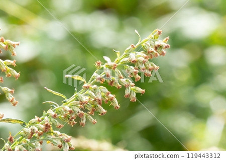 艾蒿花（引起秋季花粉熱的植物） 119443312