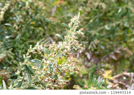 Artemisia flower (the plant that causes autumn hay fever) Artemisia flower (the plant that causes autumn hay fever) 119443314