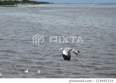 seagull evacuate in winter flying to feeding food on sea at Bang poo travel location in Thailand  119443324
