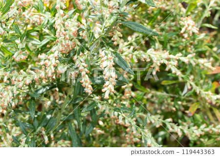 Artemisia flower (the plant that causes autumn hay fever) Artemisia flower (the plant that causes autumn hay fever) 119443363