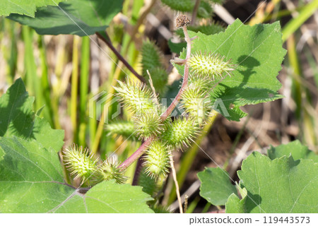 Cocklebur stems, leaves and fruits 119443573