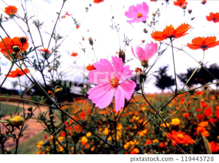 Cosmos Cosmos 119443728