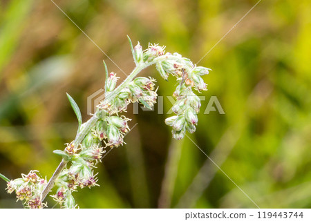 艾蒿花特寫(秋季造成花粉熱的植物) 艾蒿花特寫(秋季造成花粉熱的植物) 119443744