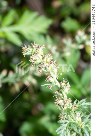 Close-up of mugwort flower (the plant that causes autumn hay fever) 119443748