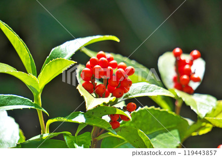 紅千兩果(秋季、11月) 紅千兩果(秋季、11月) 119443857