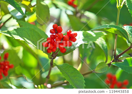 Red Senryo fruit (autumn, November) 119443858