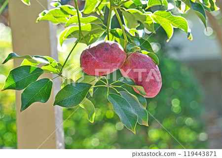 Red plump mube fruit (autumn, November) Red plump mube fruit (autumn, November) 119443871