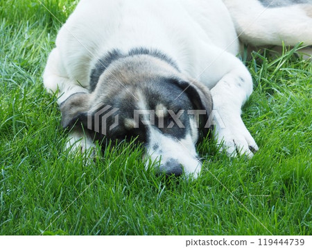 小睡 小睡 119444739