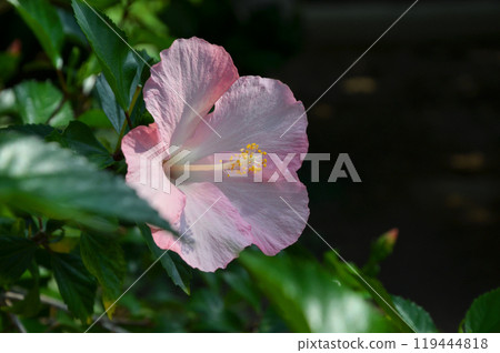 Pink hibiscus 119444818