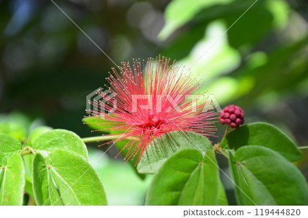 Powder Puff (Calliandra Haematocephala) Powder Puff (Calliandra Haematocephala) 119444820