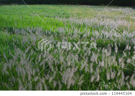 在晨露中閃耀 在晨露中閃耀 119445104