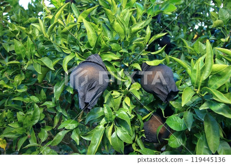 Fruit hanging bag Fruit hanging bag 119445136