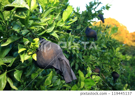 Fruit hanging bag Fruit hanging bag 119445137
