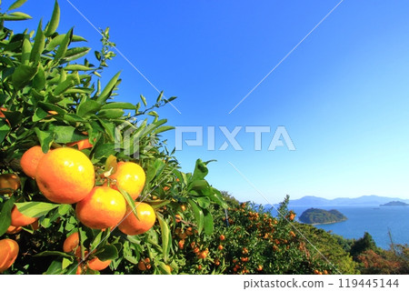 島上的主要人物眺望瀨戶內海 119445144