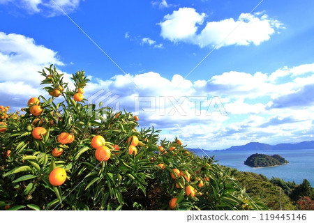 Setouchi scenery that matches citrus fruits 119445146