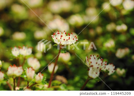 A treasure of Mt. Takao, a small and cute white flower that blooms in the stream. Flower (March) Hana Nekonome (Flower Cat's Eye) 91H3.2 119445209