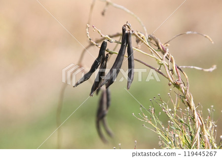 Black pods of wild adzuki beans Black pods of wild adzuki beans 119445267