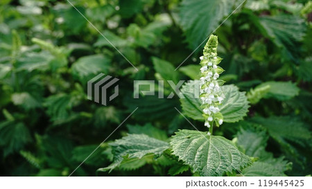 Aojiso flower 119445425